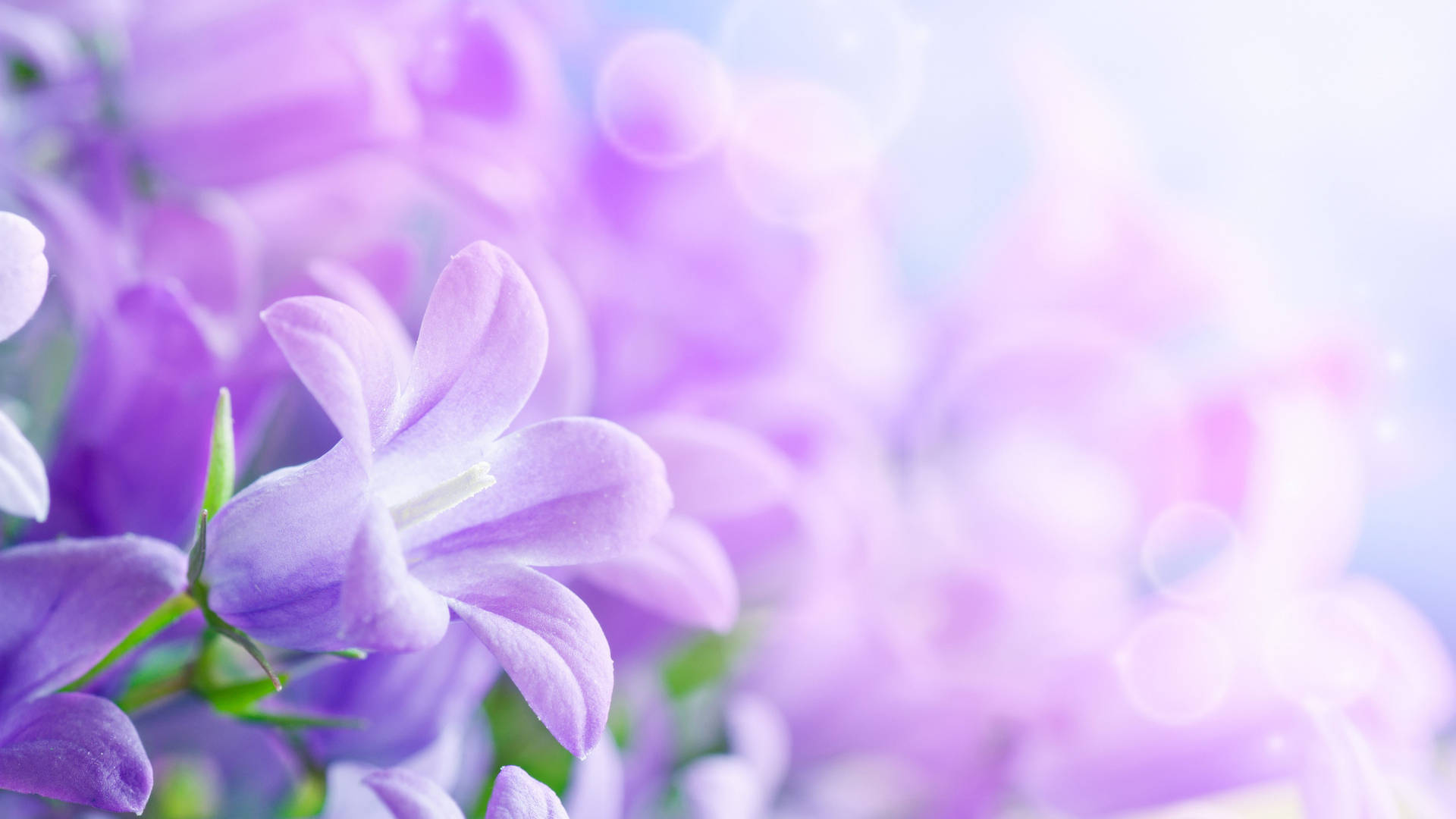 White And Purple Flower Facing Sun