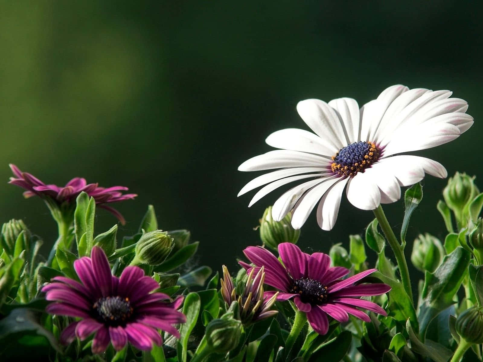 White And Purple Nature Flower Background