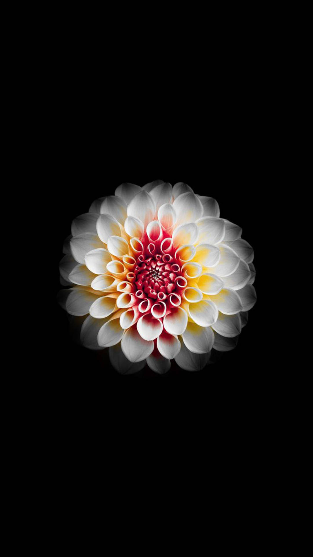 White And Red Dahlia Flower Apple Background