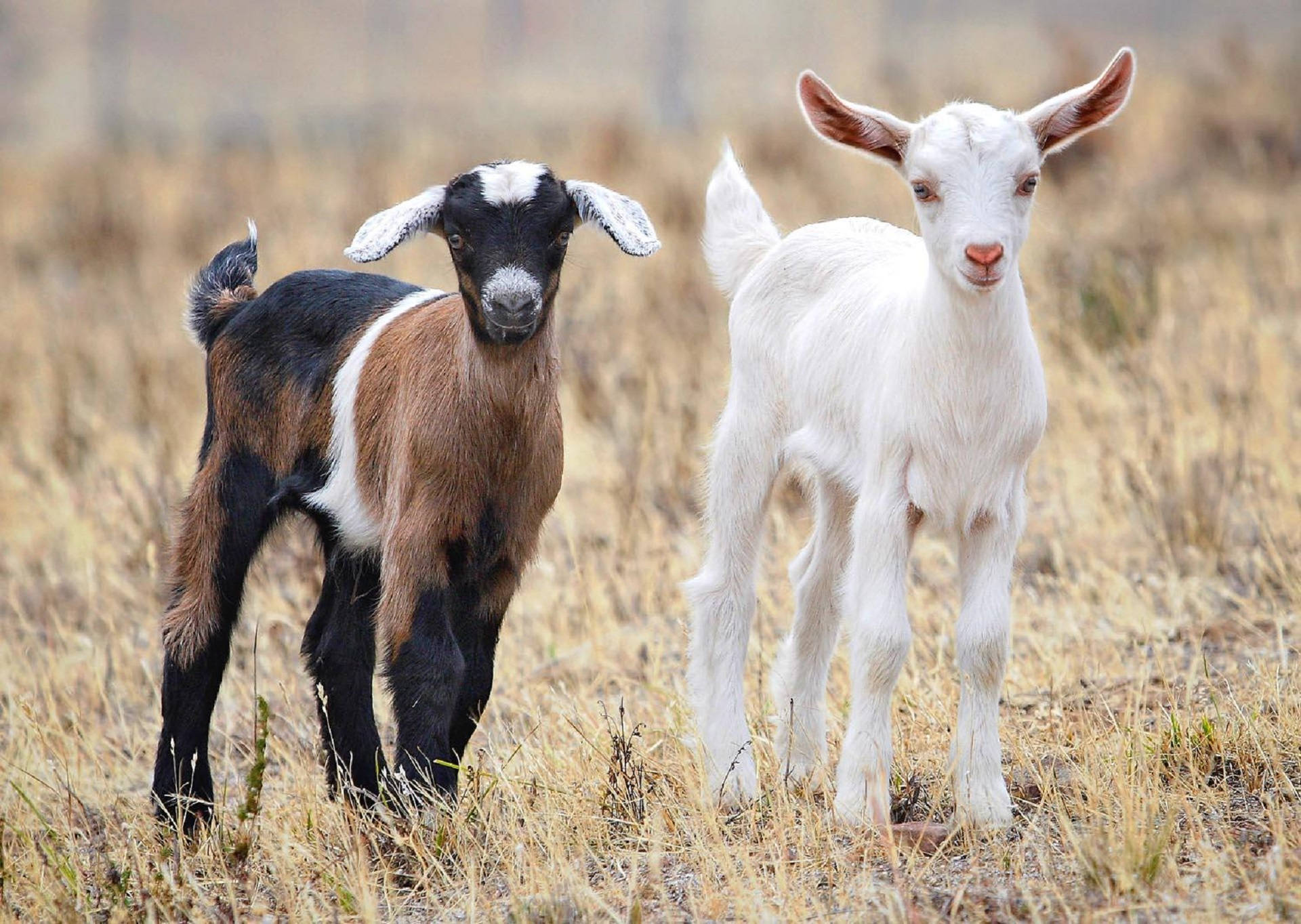 White And Tricolor Goat