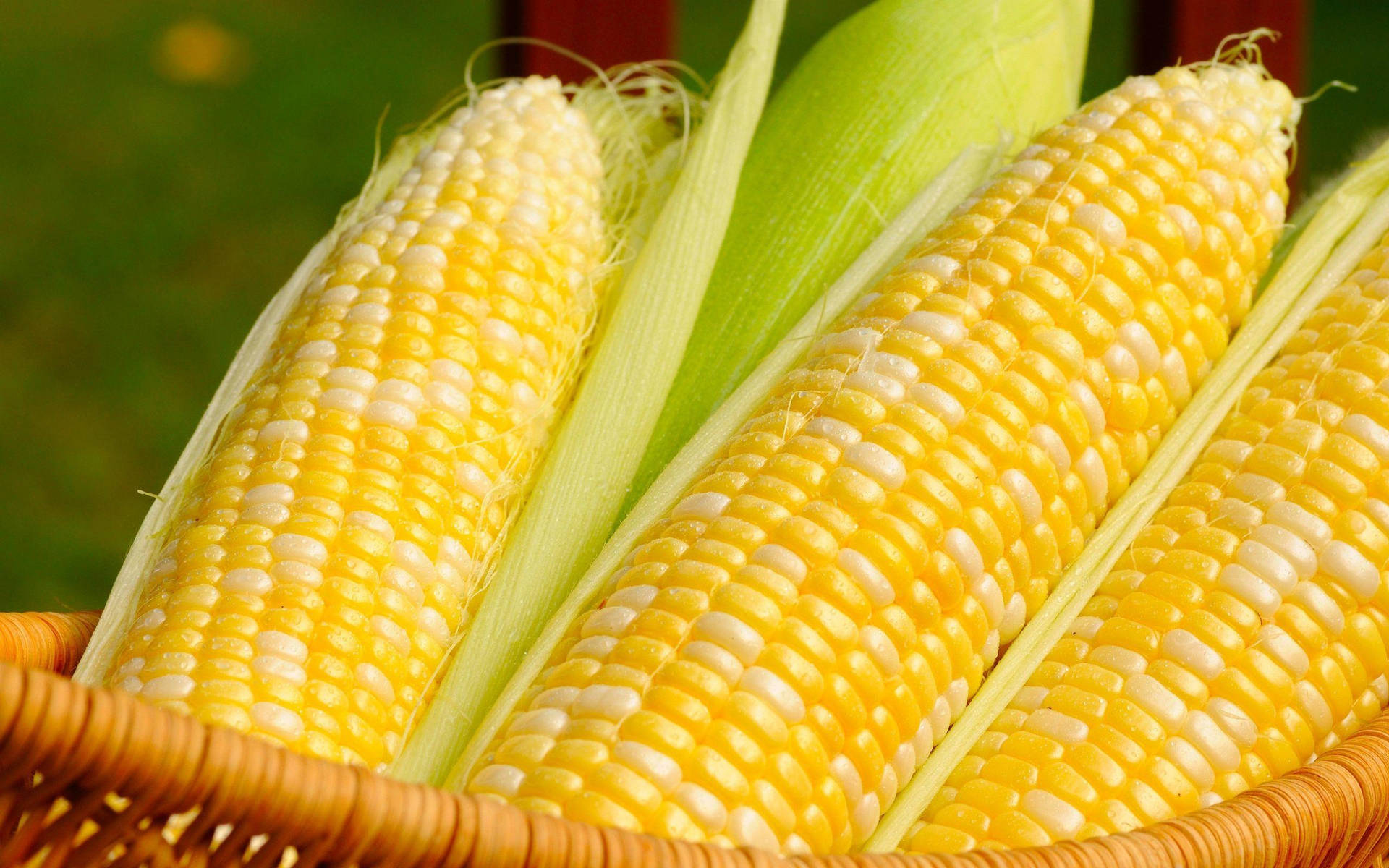 White And Yellow Corns In Basket