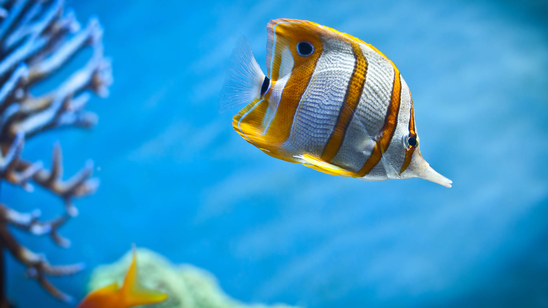 White And Yellow-striped Cool Fish Background