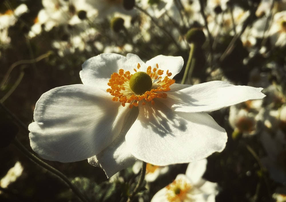 White Anemone Flower Background