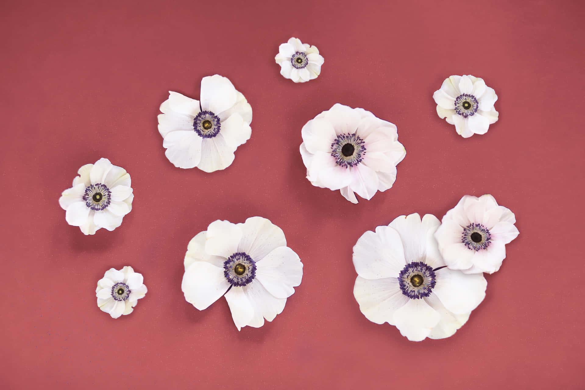 White Anemones On A Red Wall Background