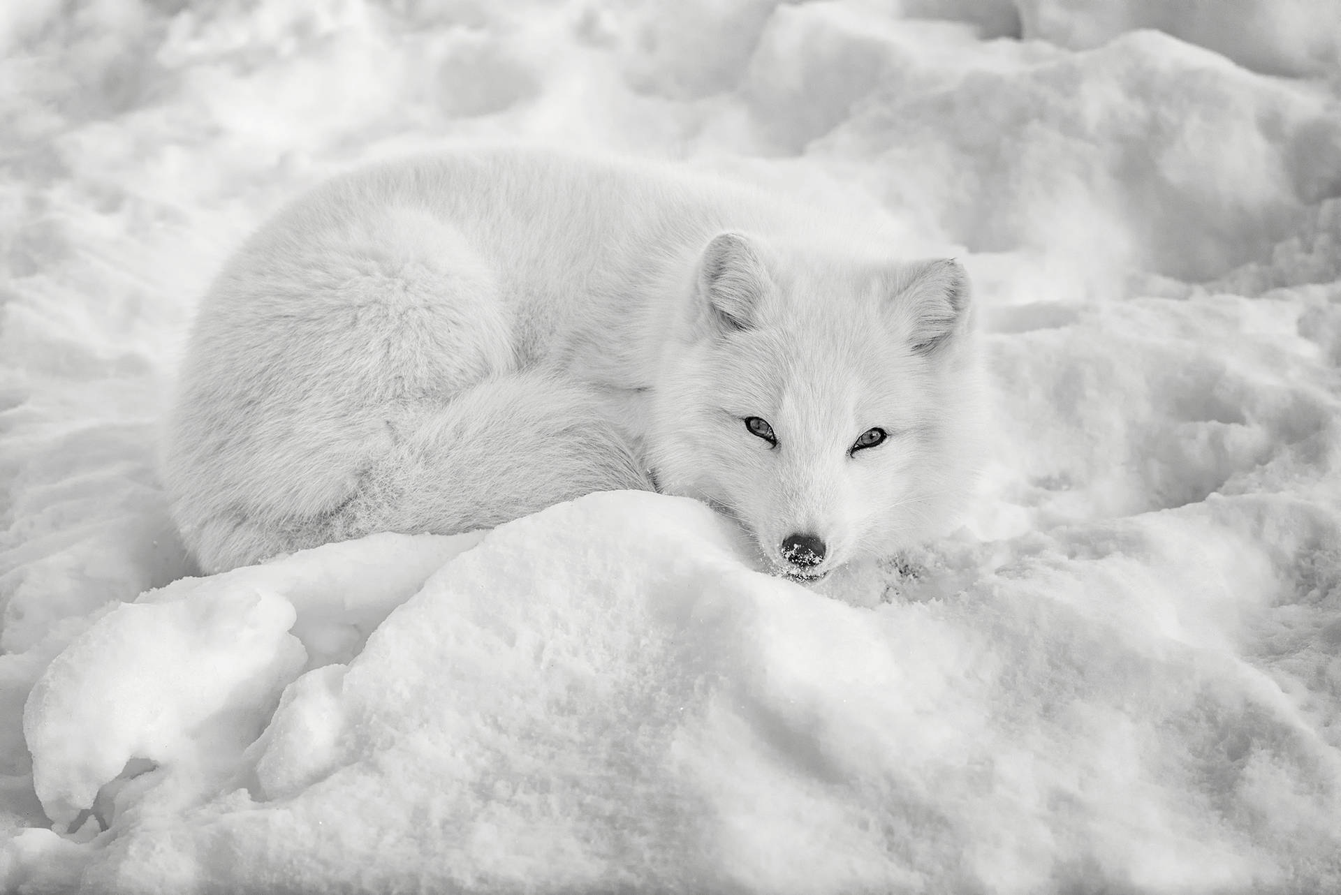 White Arctic Fox In The Snow Background