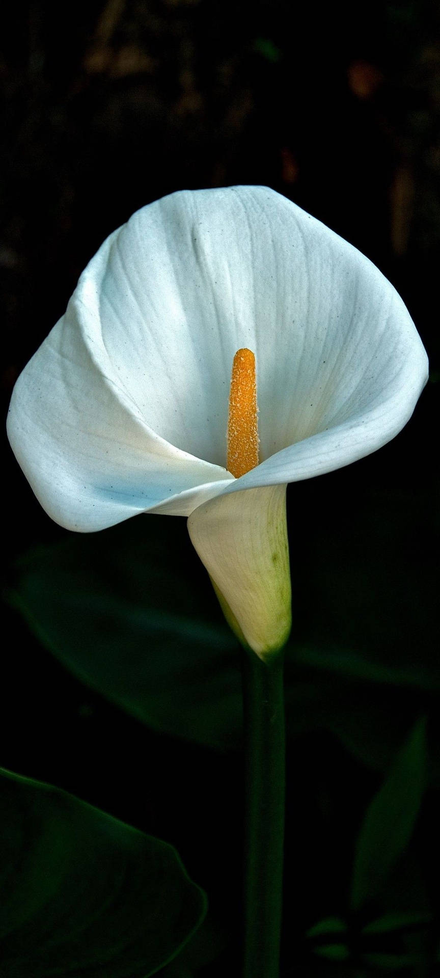 White Arum-lily Dark Hd Flowers Background