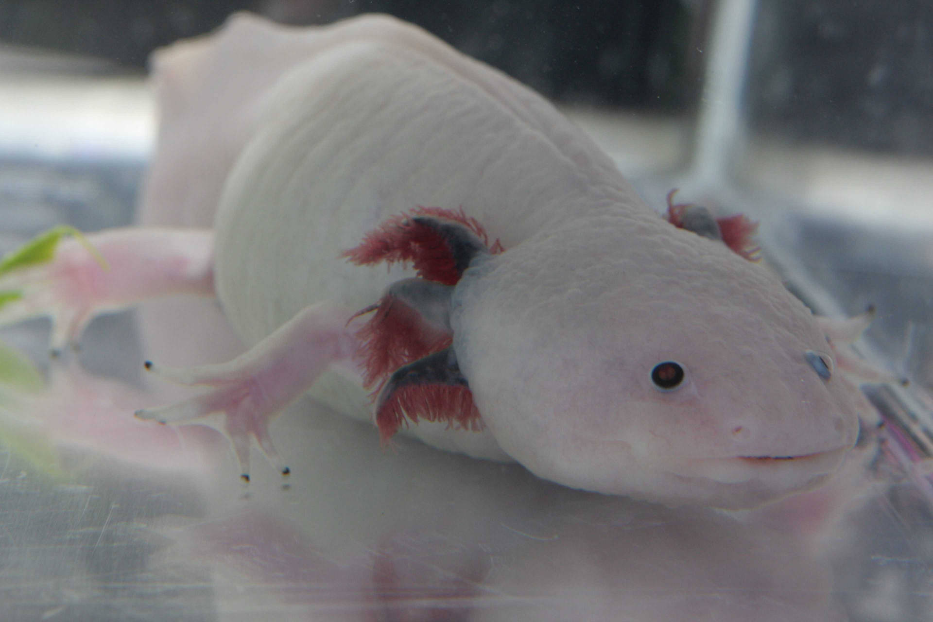 White Axolotl Close-up Background