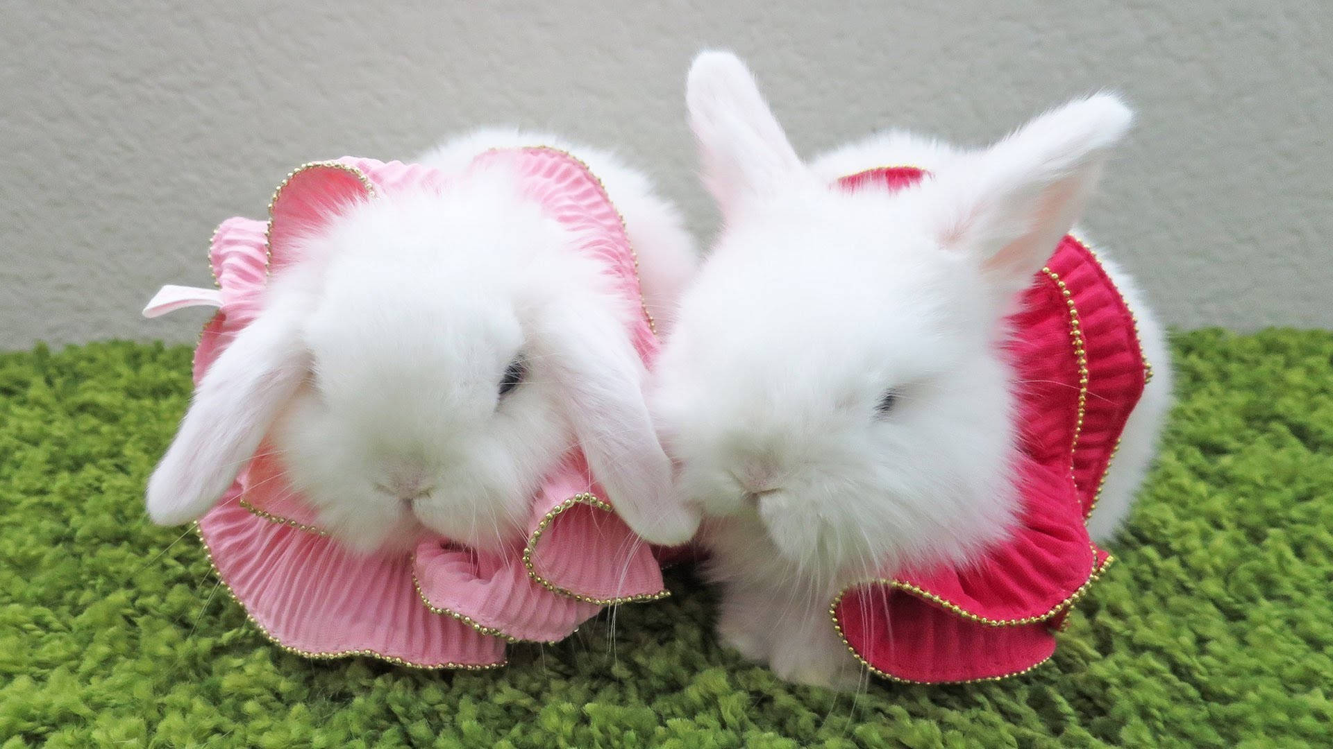 White Baby Bunnies In Dresses