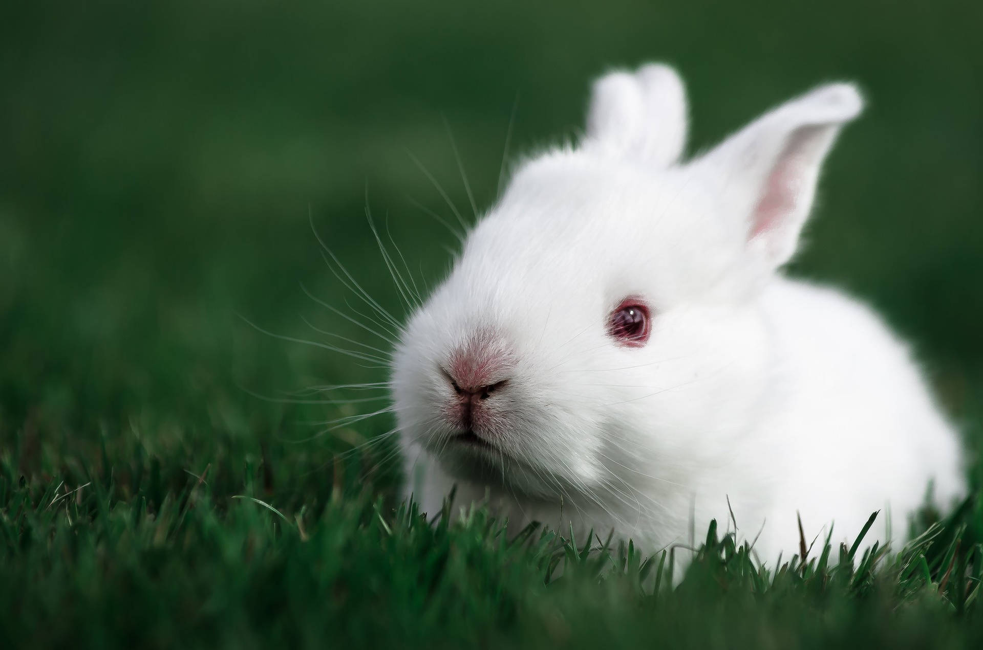 White Baby Bunny On The Grass