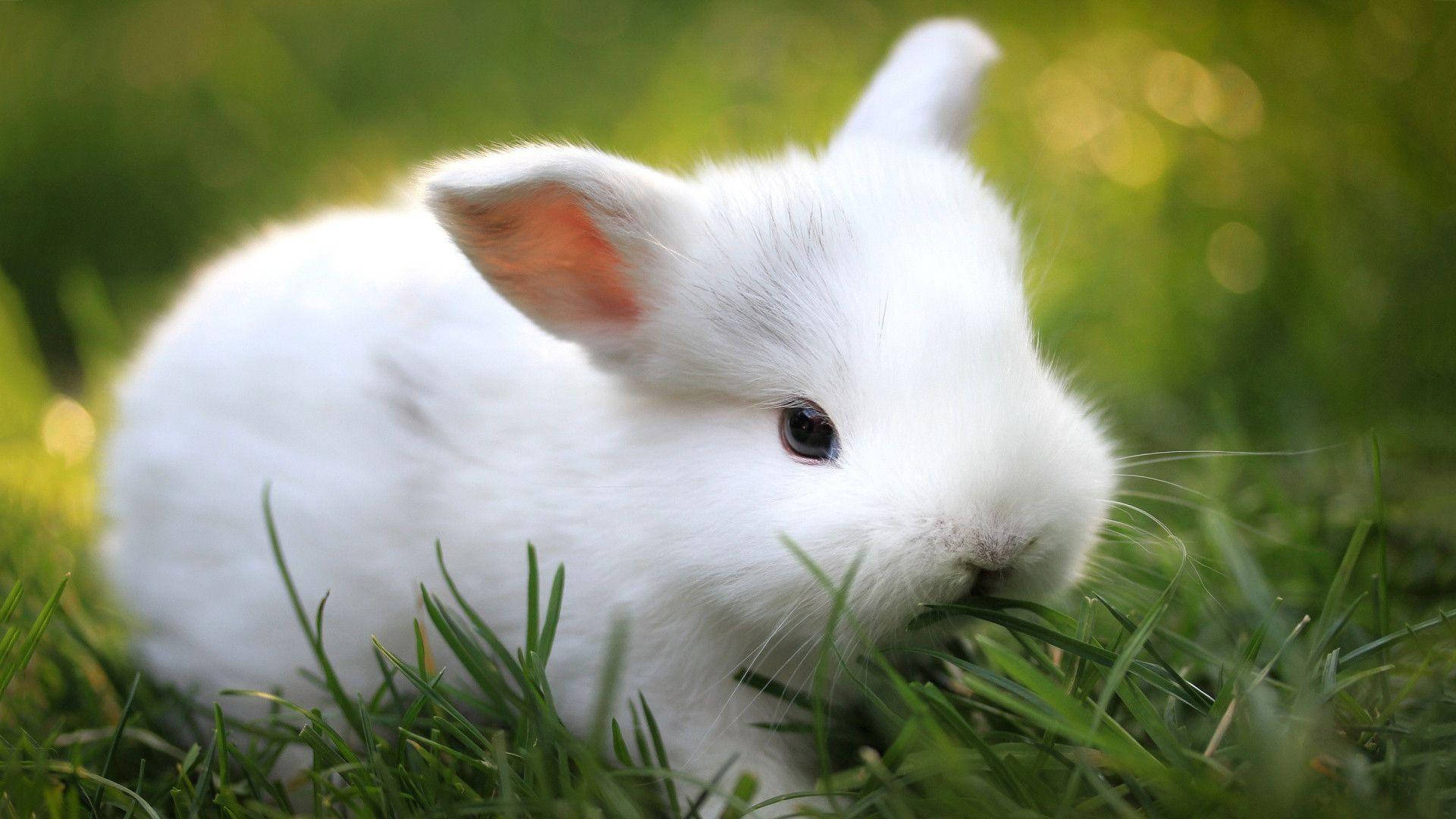 White Baby Bunny On The Grass