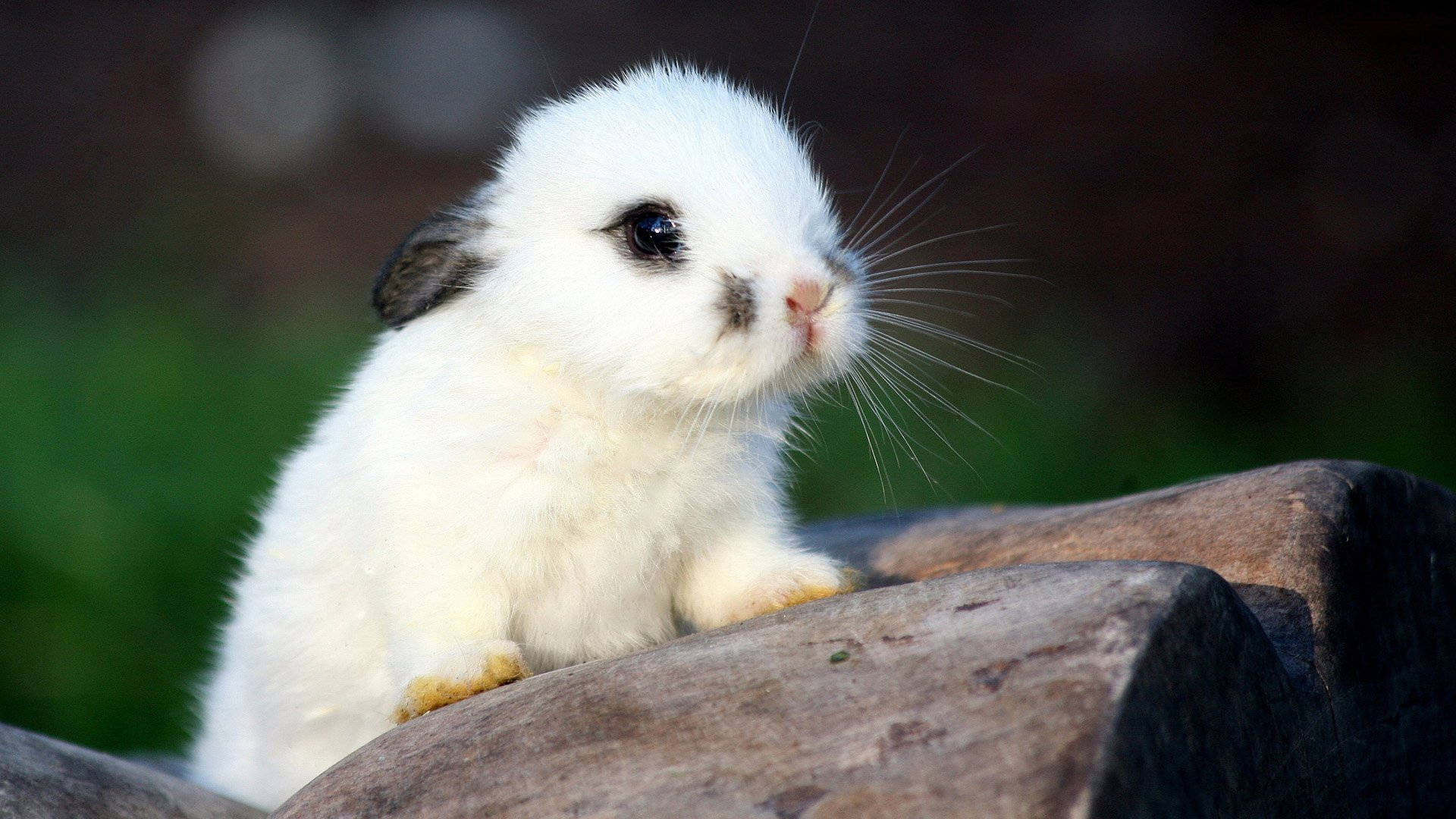 White Baby Bunny With Little Black Ears