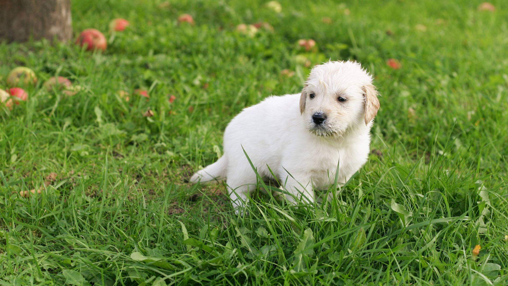 White Baby Dog Labrador Walking Background