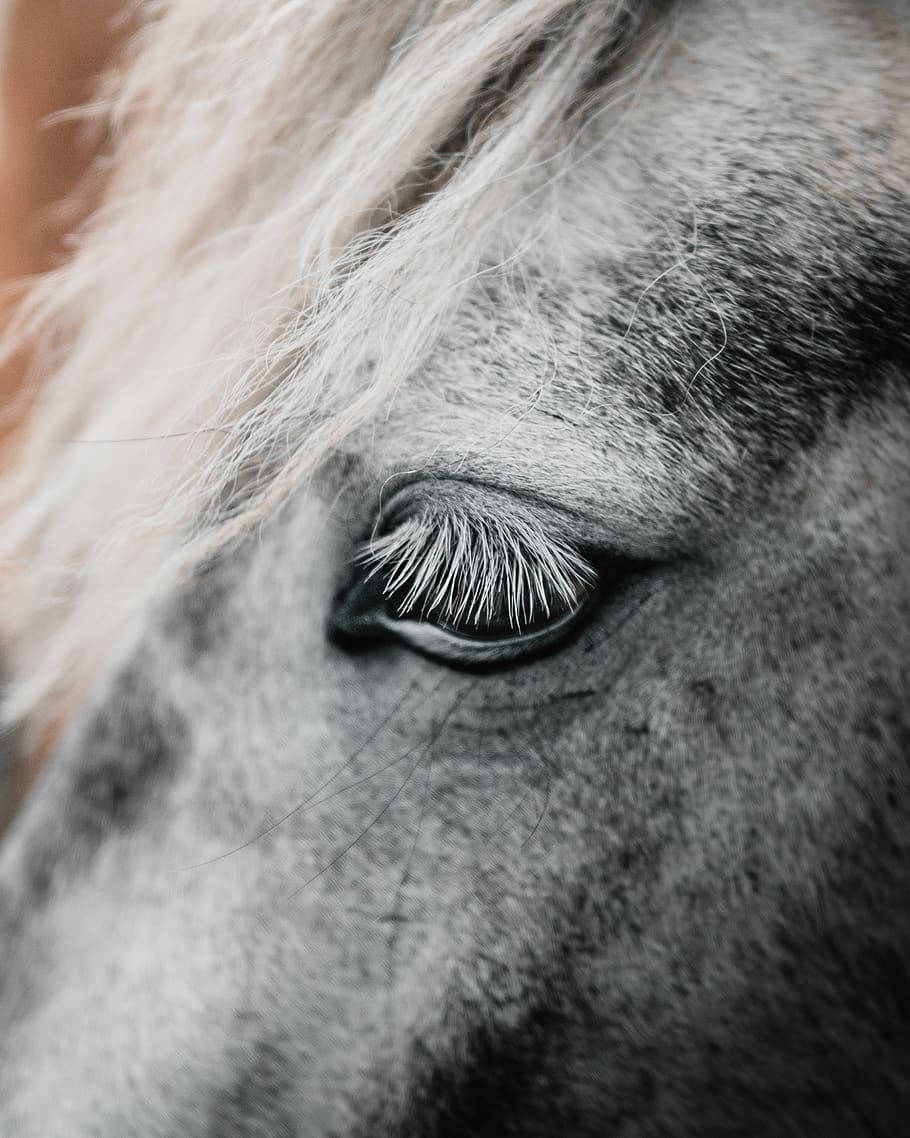 White Baby Horse Foal Eyes Close Up Shot Background