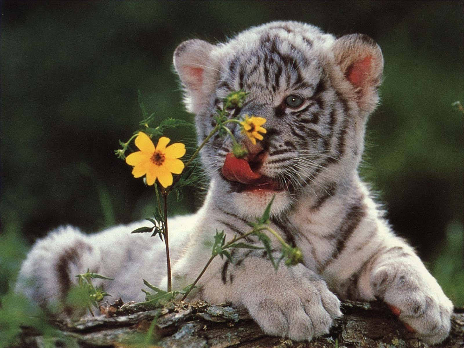 White Baby Tiger With Yellow Flower
