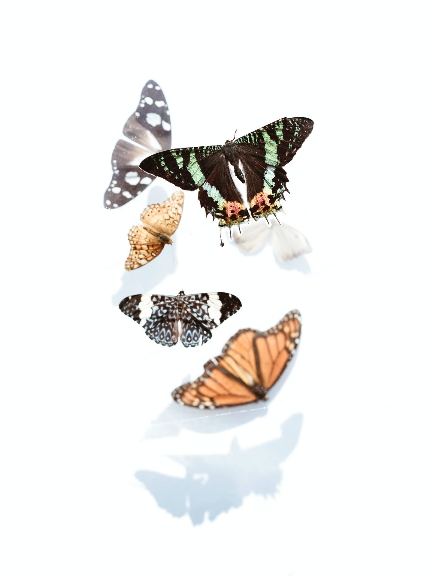 White Background With Butterflies Background