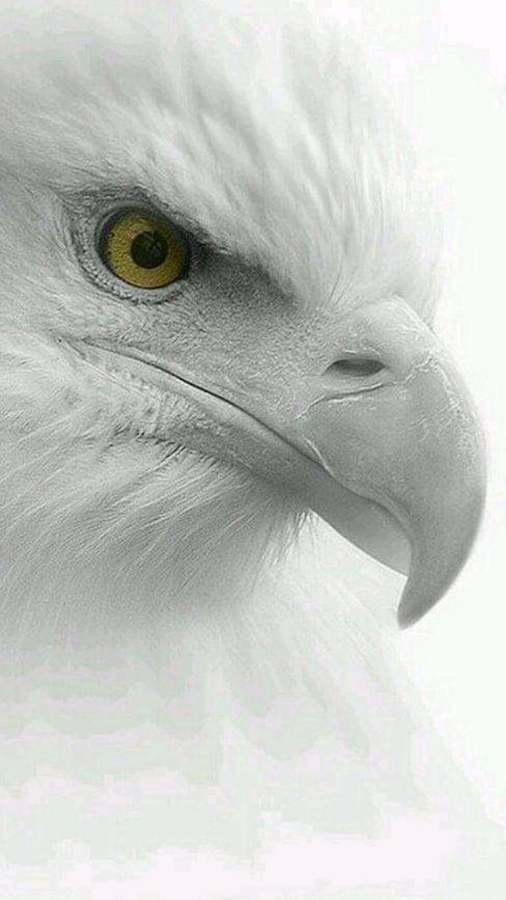 White Bald Eagle Iphone X Nature Background