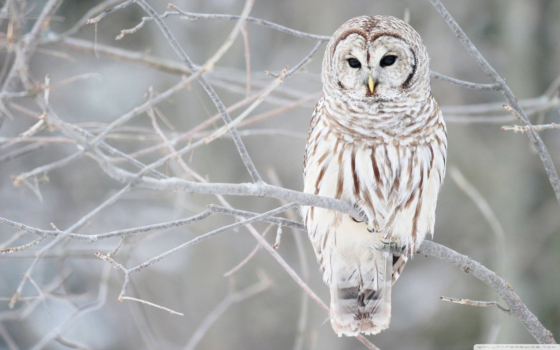 White Barred Owl Snowy Branches Background