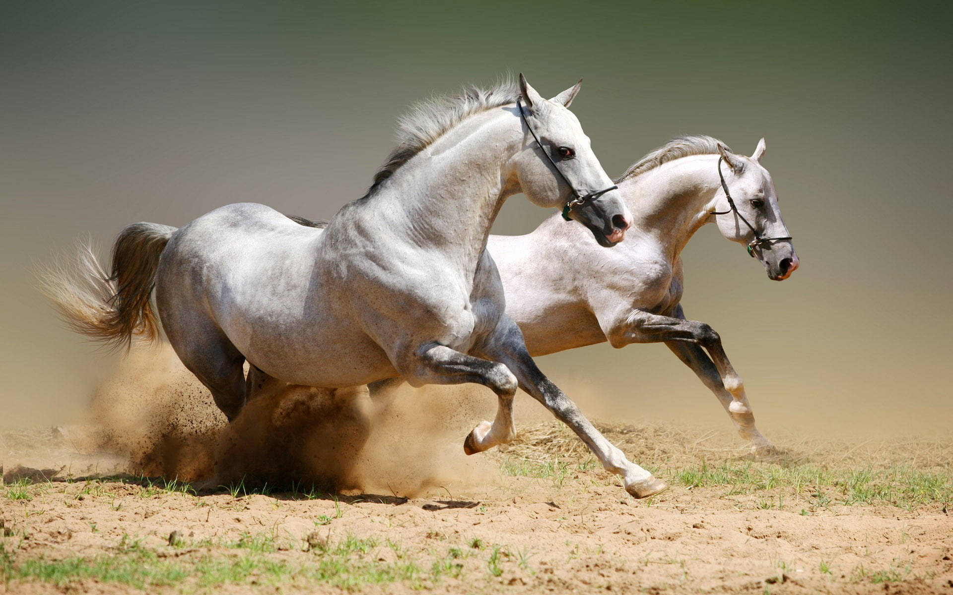 White Beautiful Horses Racing Intensely