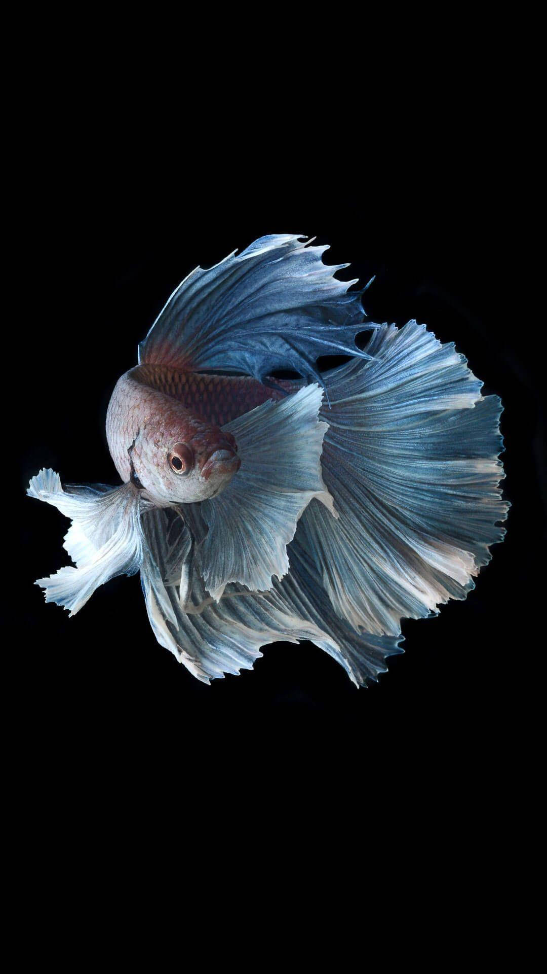 White Betta Fish Background