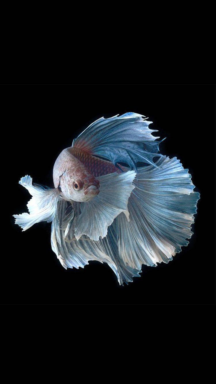 White Betta Fish Background