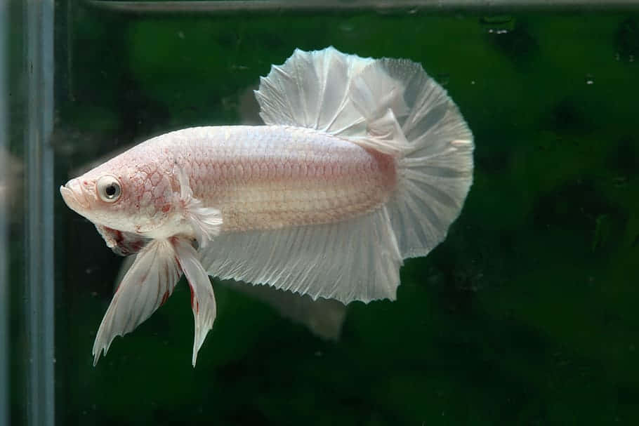 White Betta Fish Swimming Background