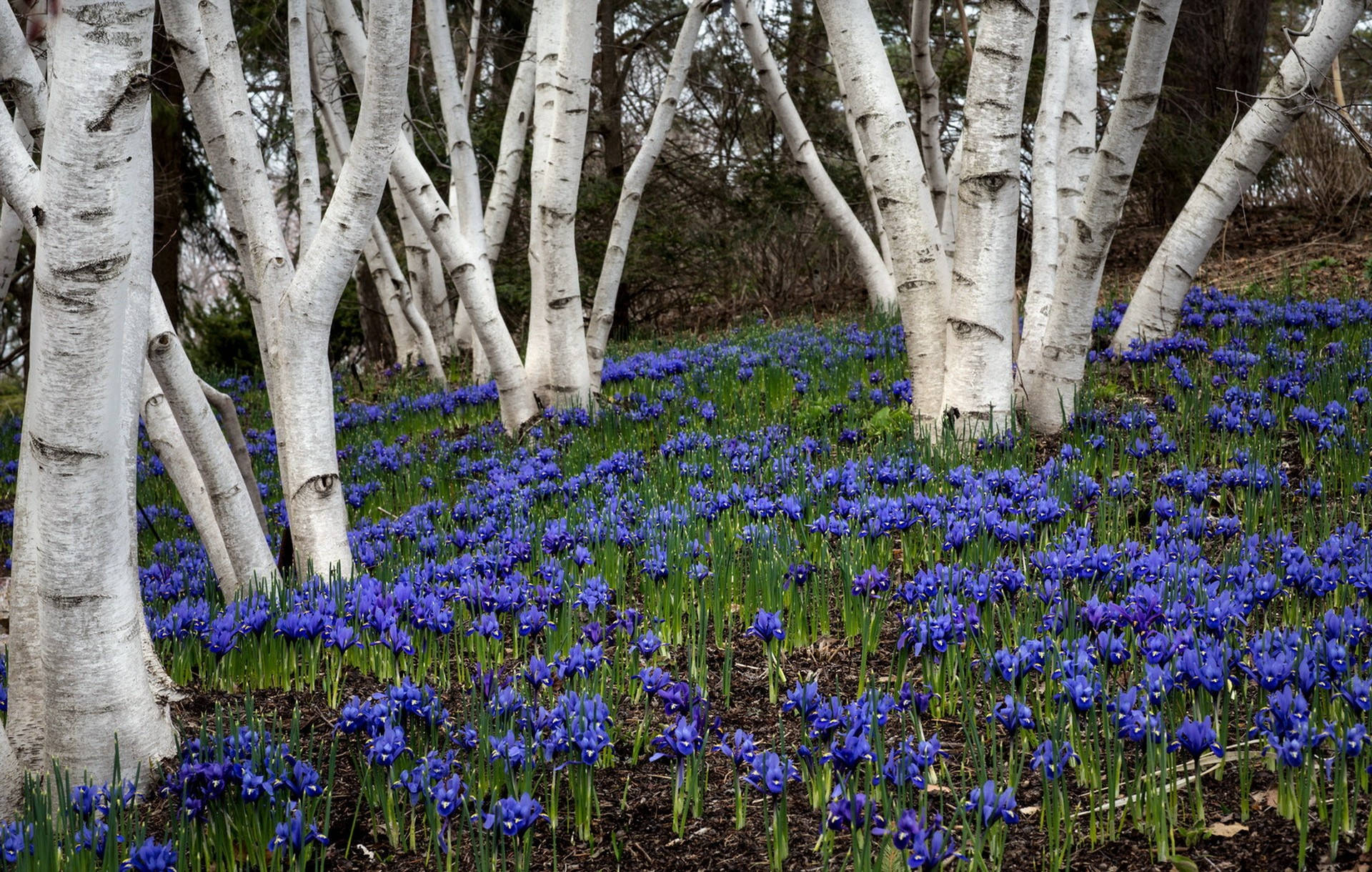 White Birch Tree Bluebell Flowers Background