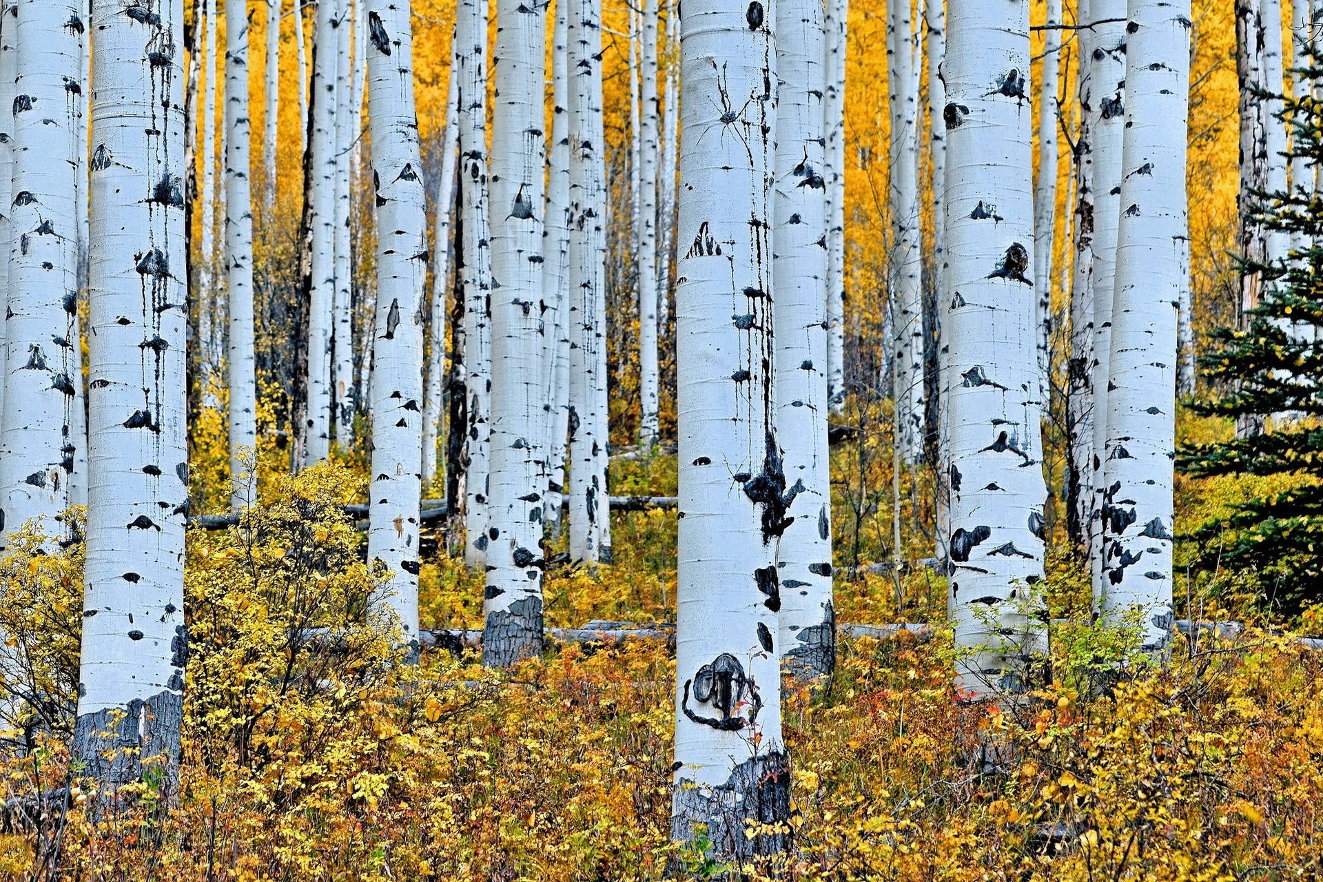 White Birch Tree Eyes Cool Background