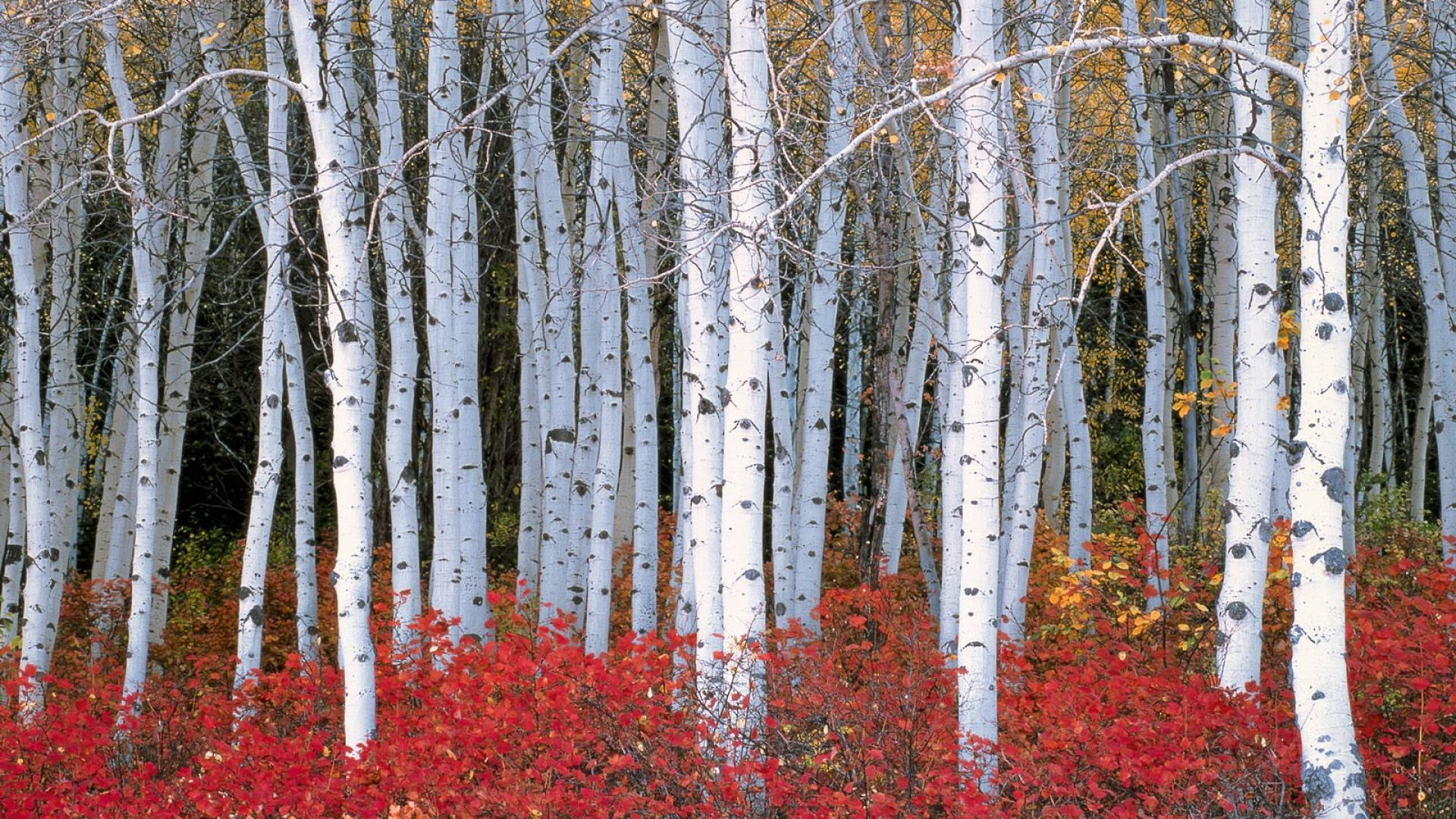 White Birch Tree Forest Red Flowers Background