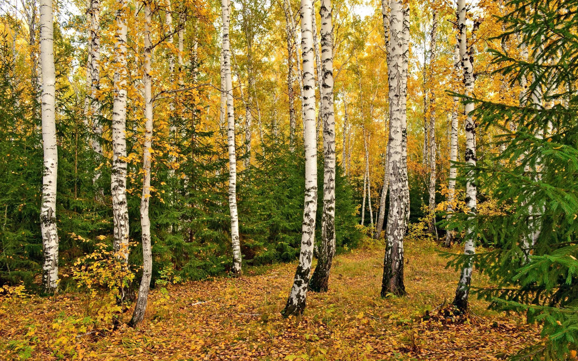 White Birch Tree Forest Yellow Background