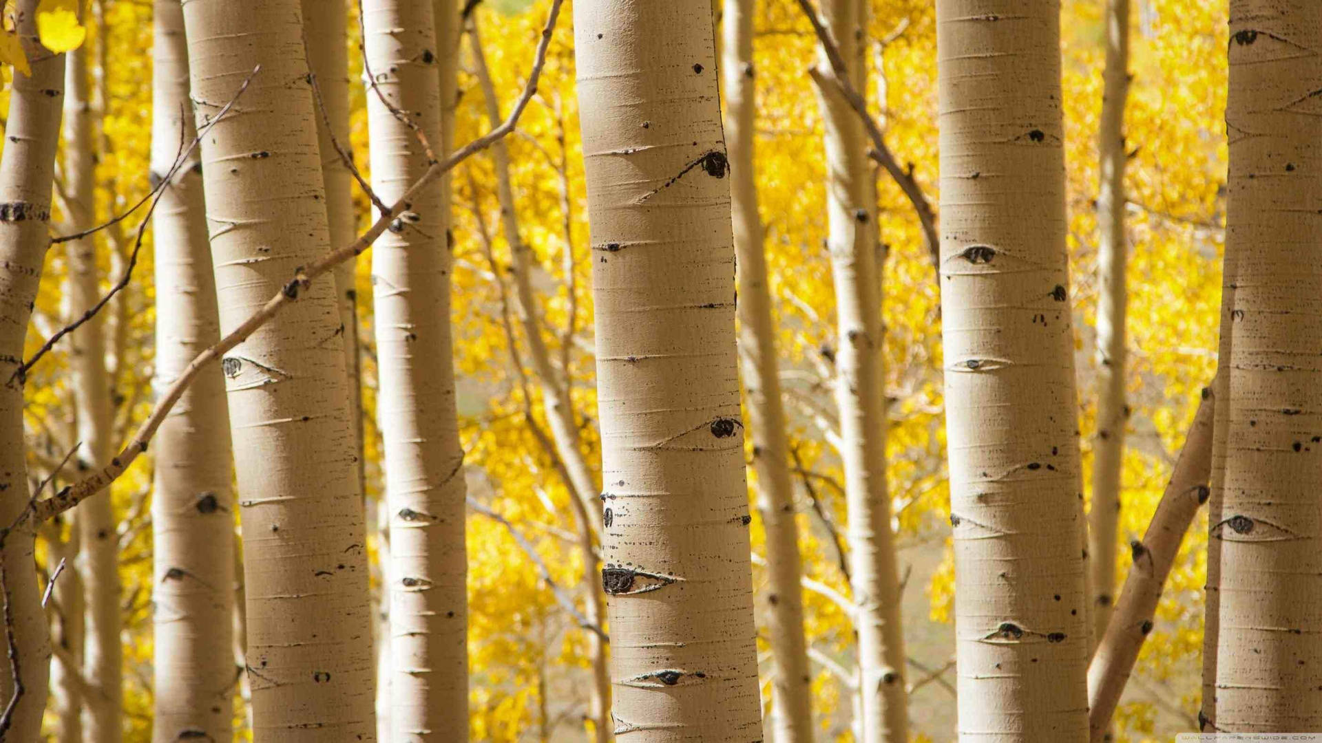 White Birch Tree Trunks Fall Background