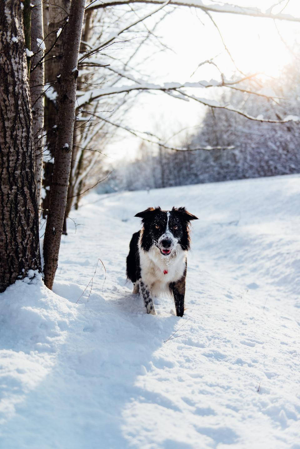 White Black Cute Puppy On Snow Background