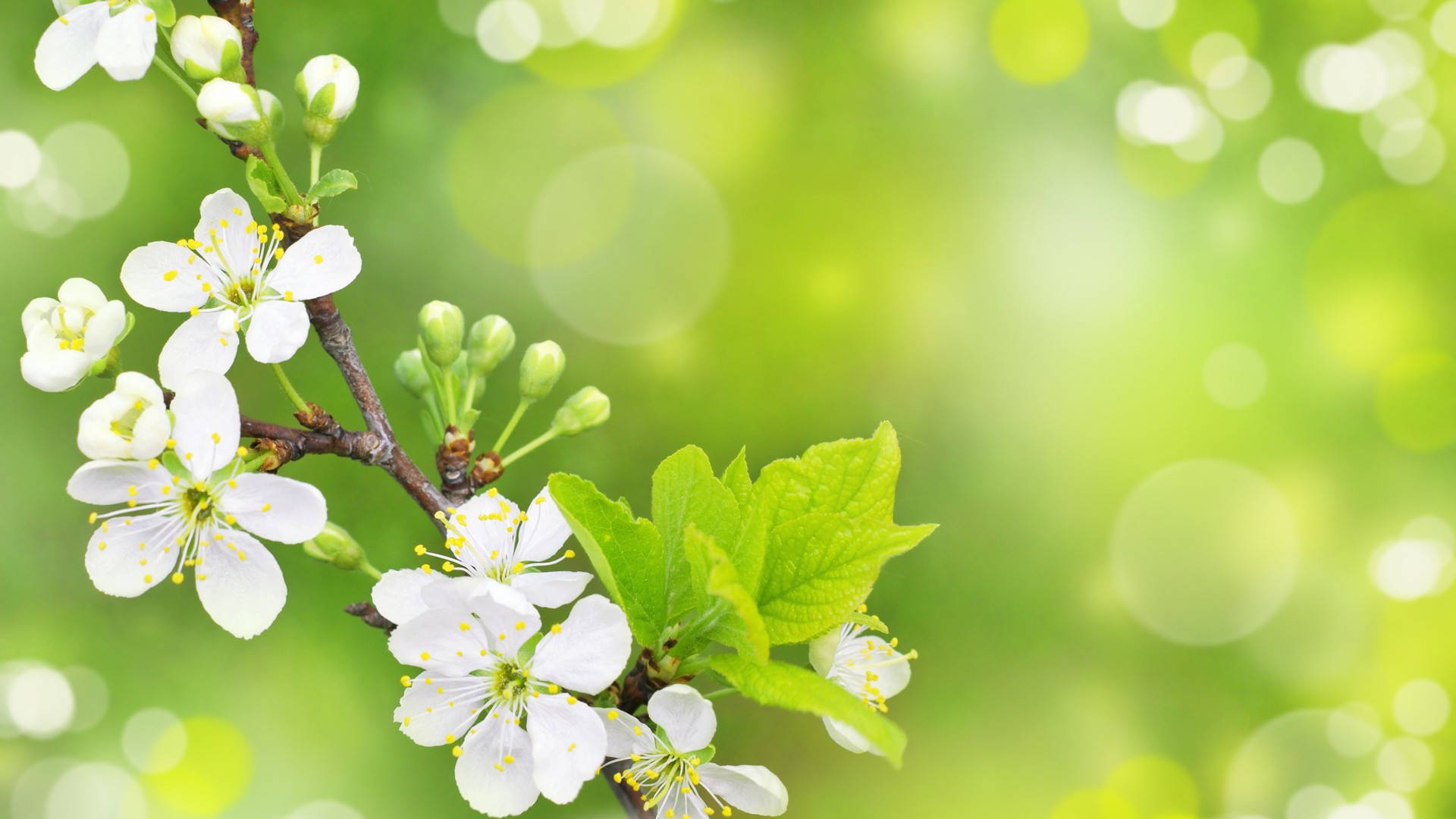 White Blossoms On A Branch With Green Leaves Background