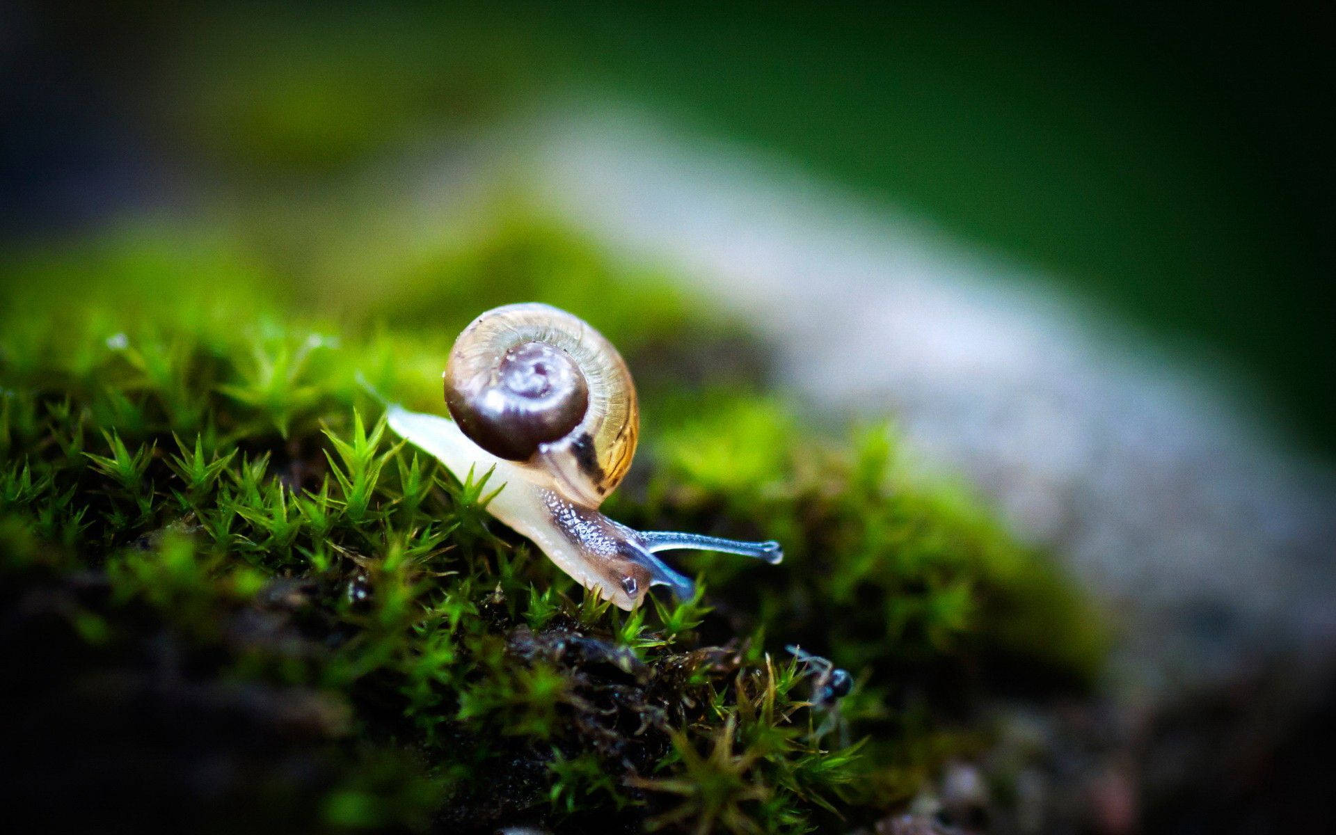 White Body Snail Background