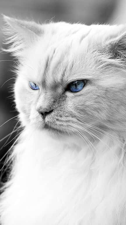 White Boss Cat Background