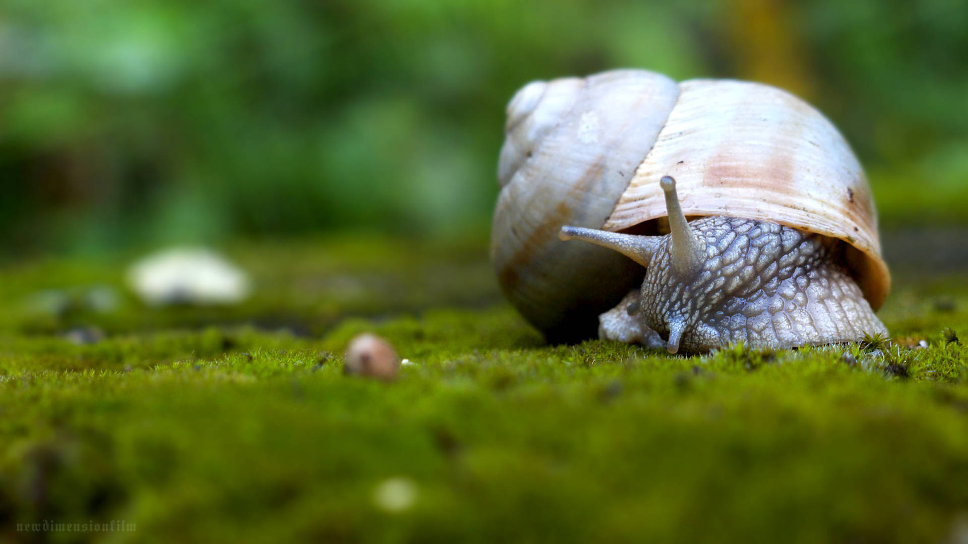 Snail Backgrounds