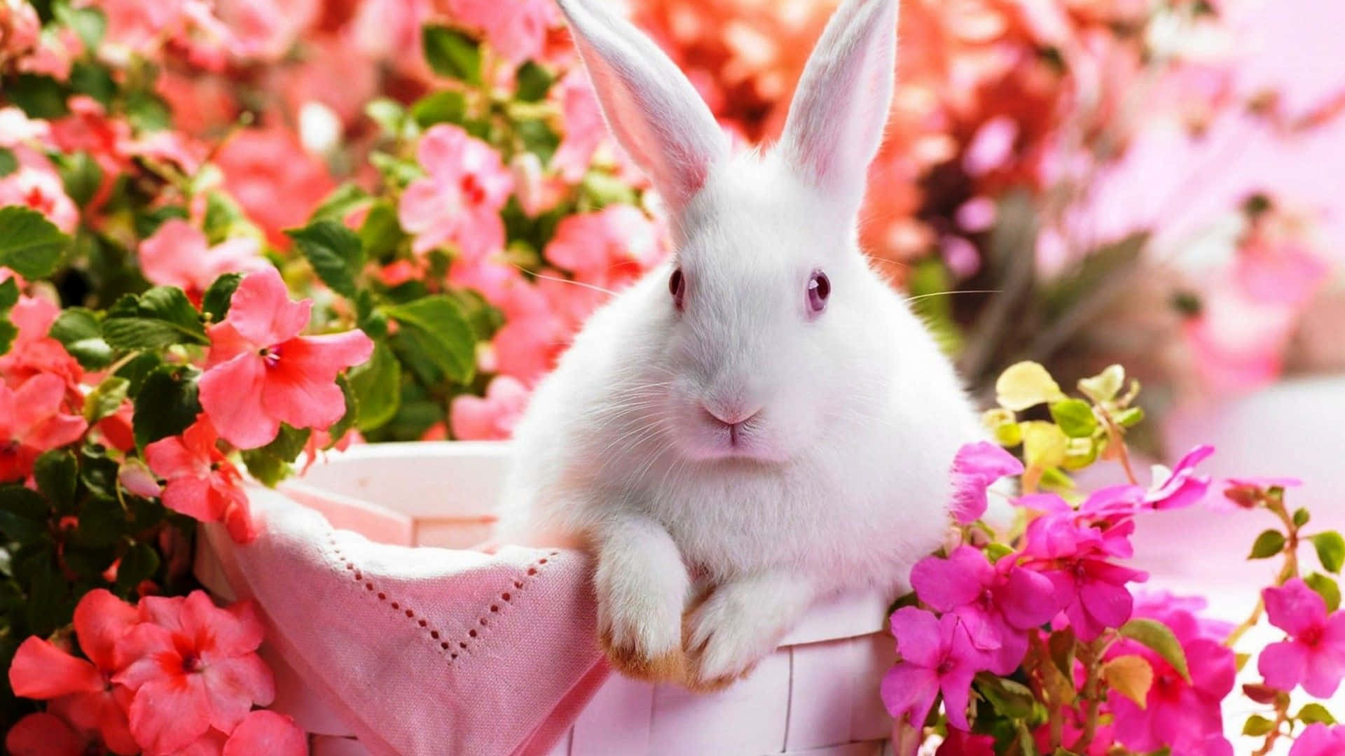 White Bunny Cute Spring Desktop Background