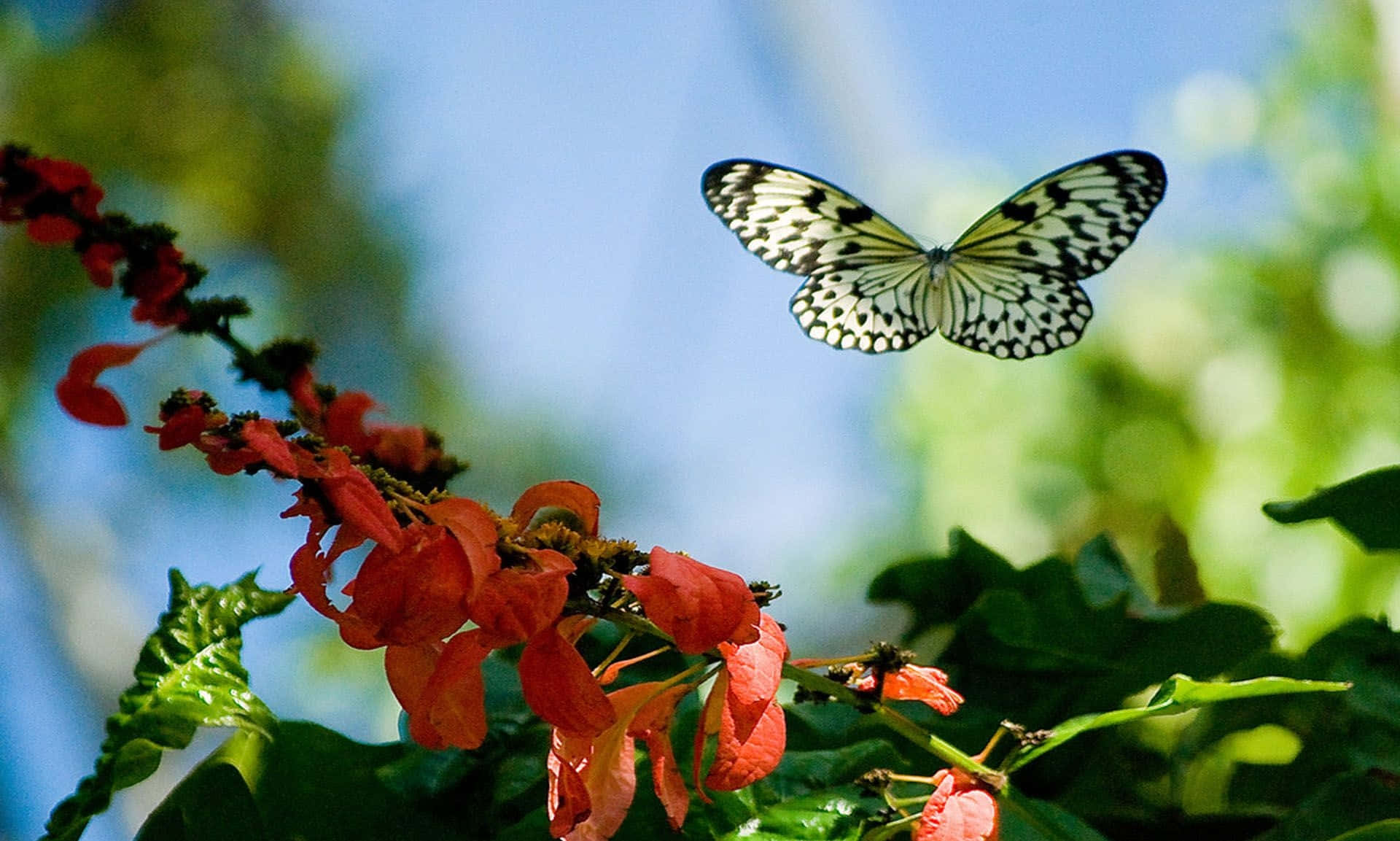 White Butterfly - A Symbol Of Life And Beauty Background