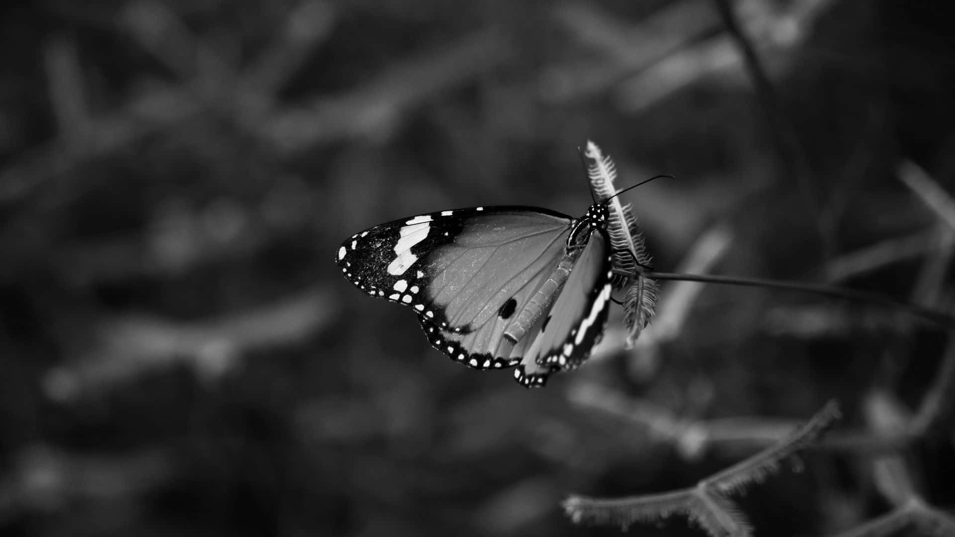 White Butterfly Flying In A Field Of Flowers Background