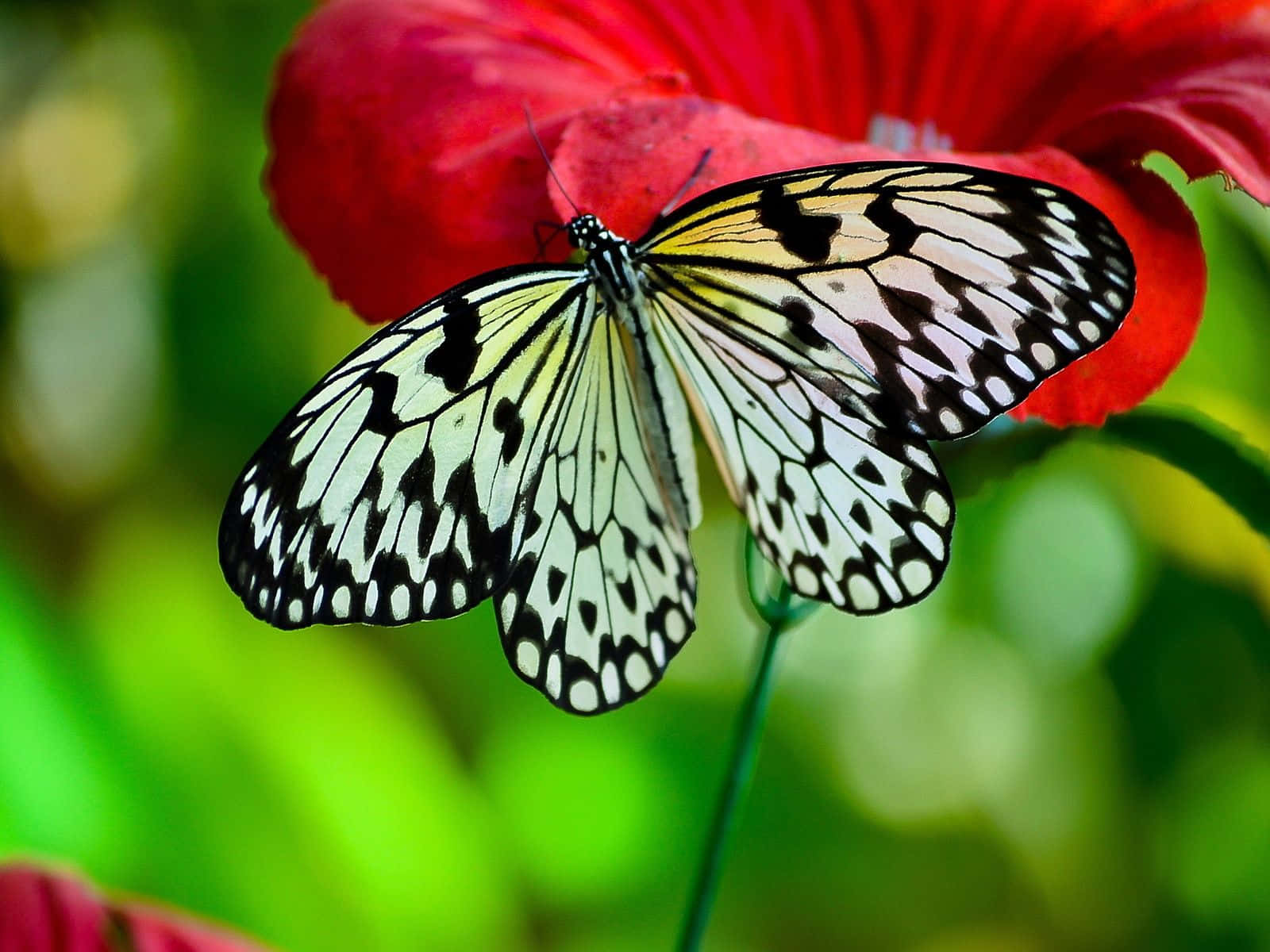 White Butterfly Flying Through The Air Background