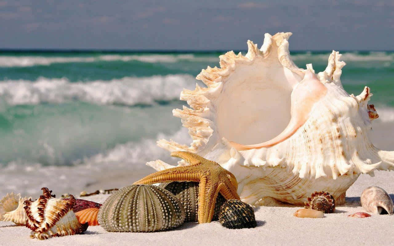 White Calilla Seashell With Starfish On The Shore