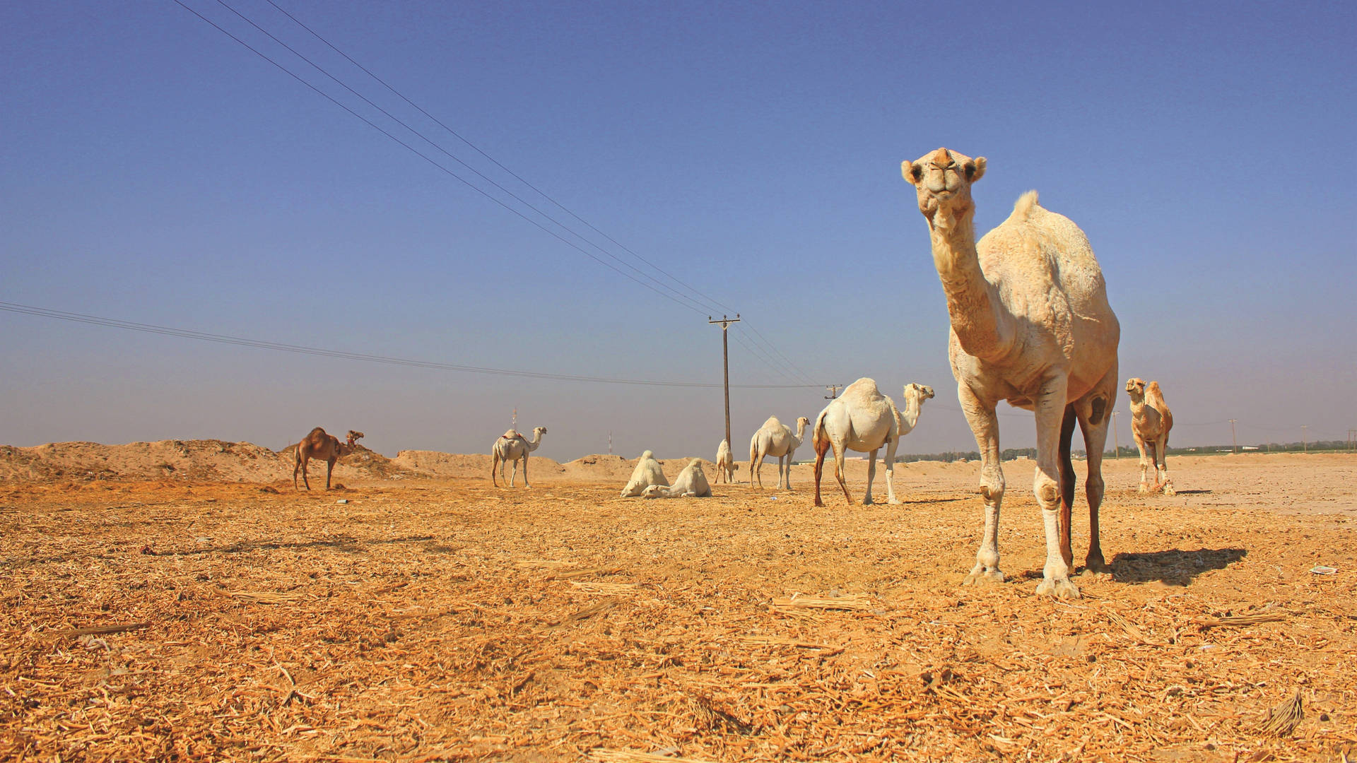 White Camels In Desert Background