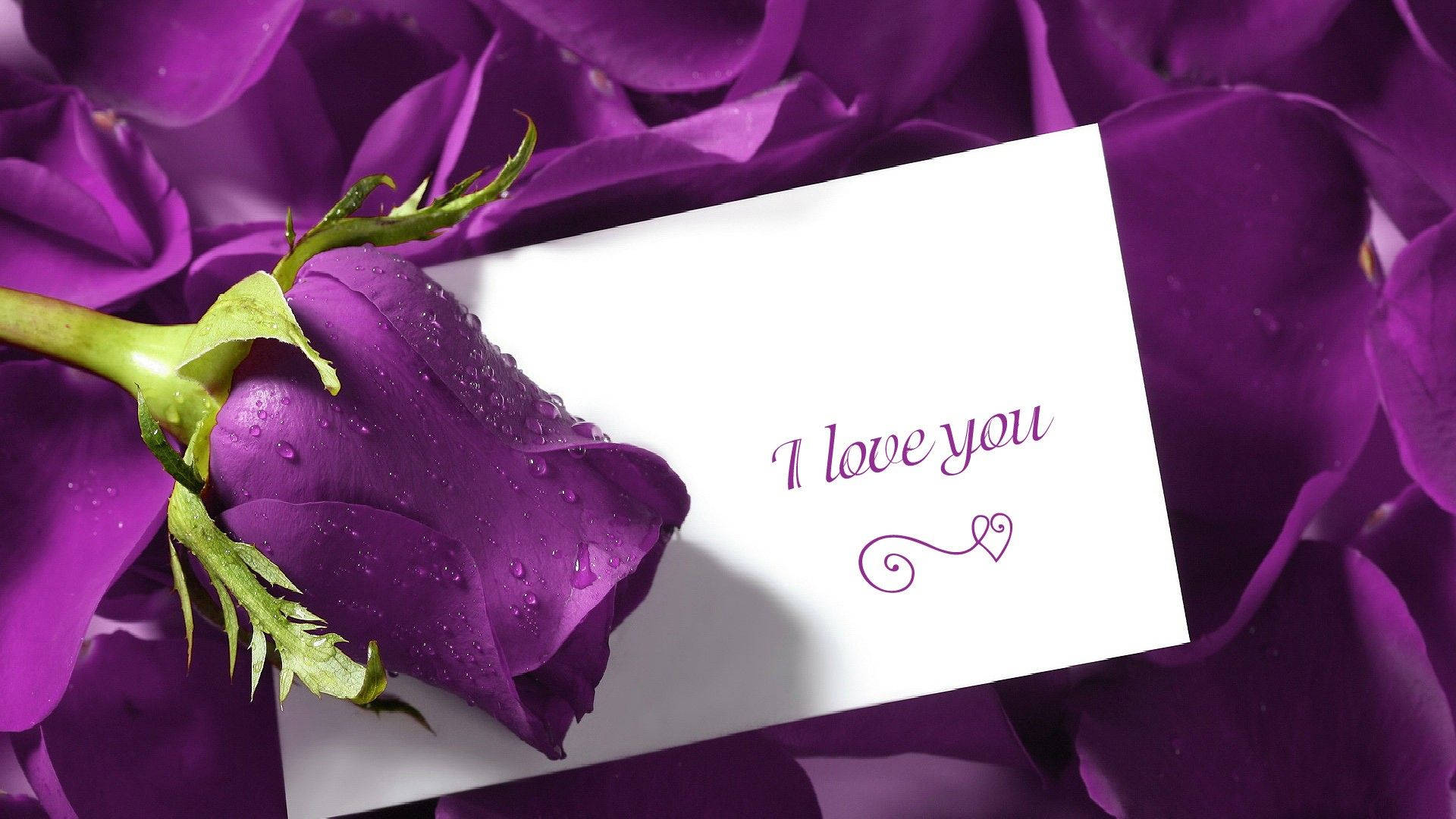 White Card And Purple Rose Background