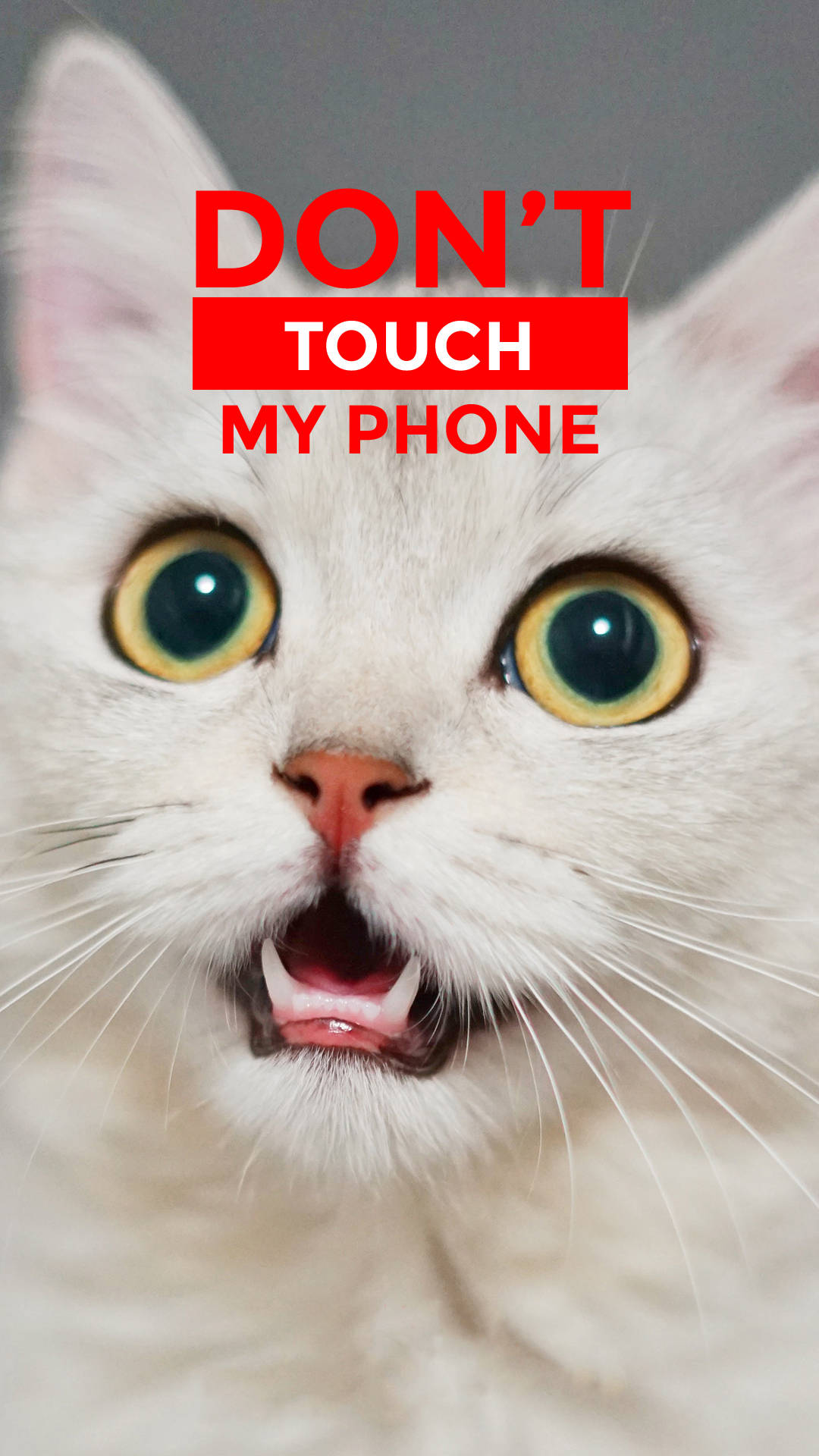 White Cat Don't Touch My Phone Wallpaper Background
