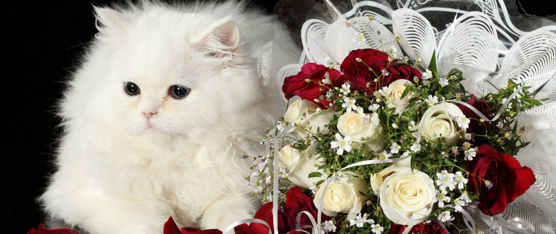 White Cat Love Rose Background