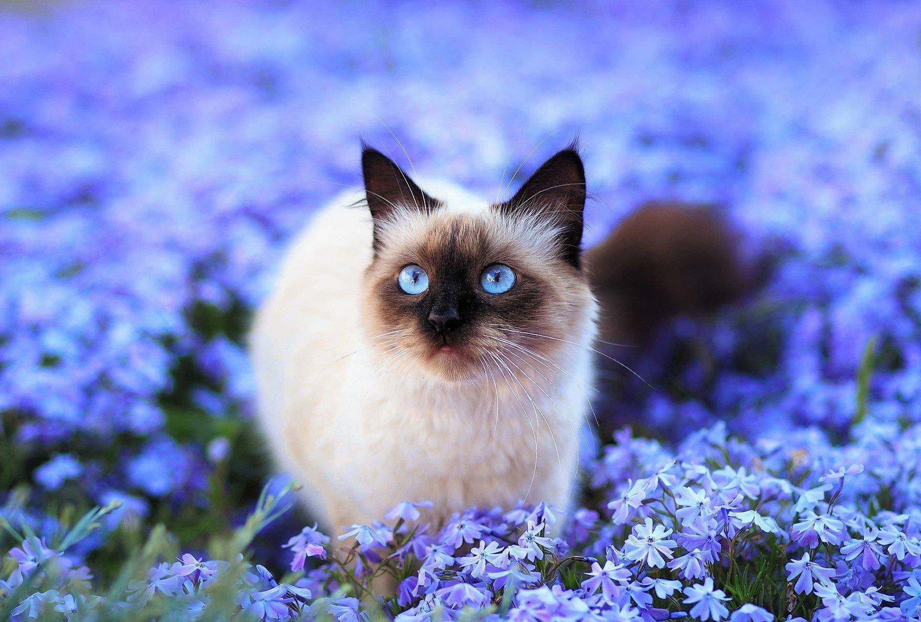 White Cat On Purple Bunga Background