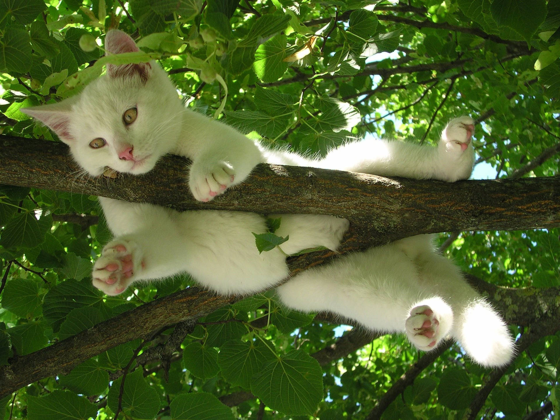 White Cat Relaxing On A Tree Background