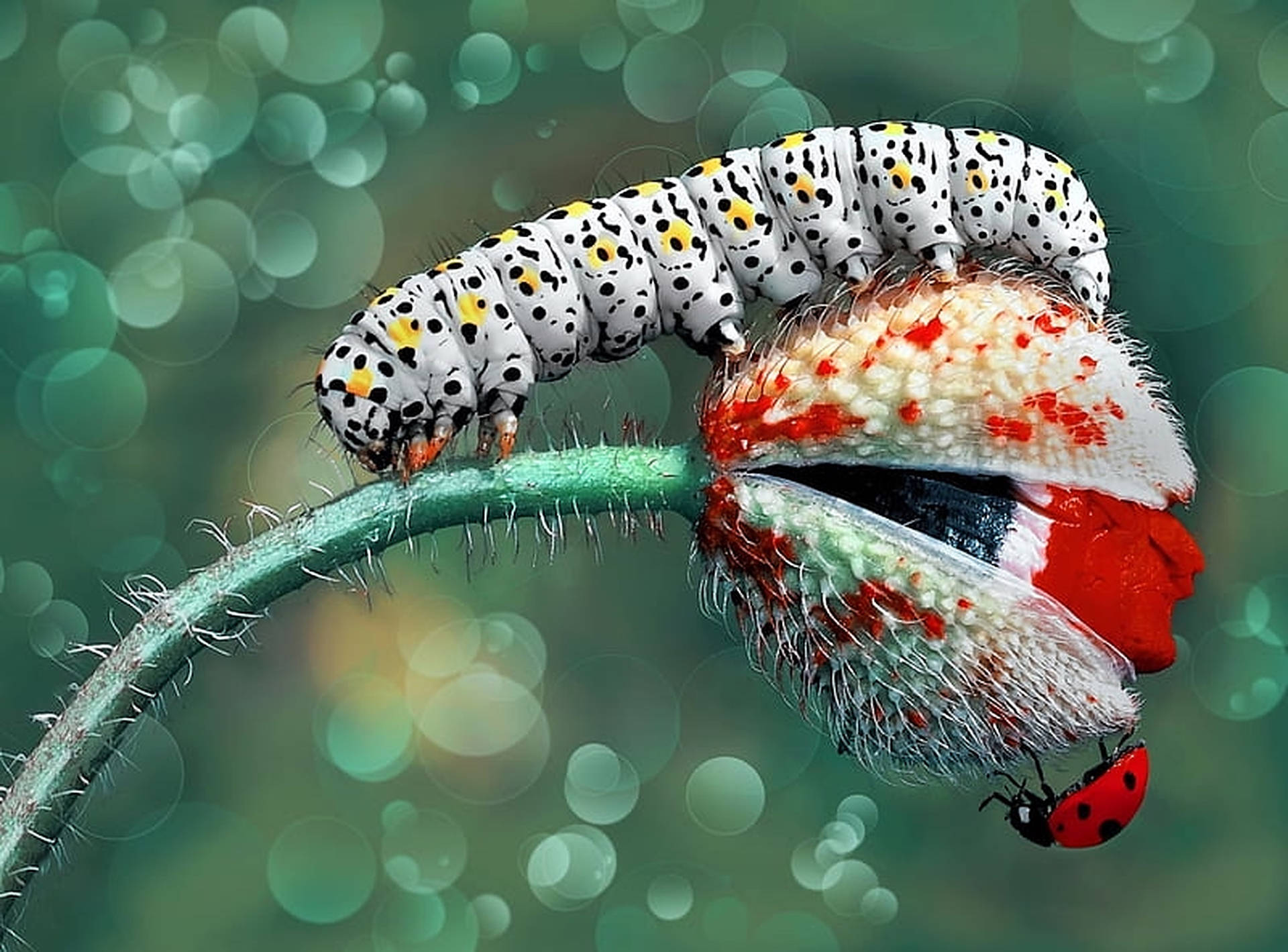 White Caterpillar Insect Photography Background