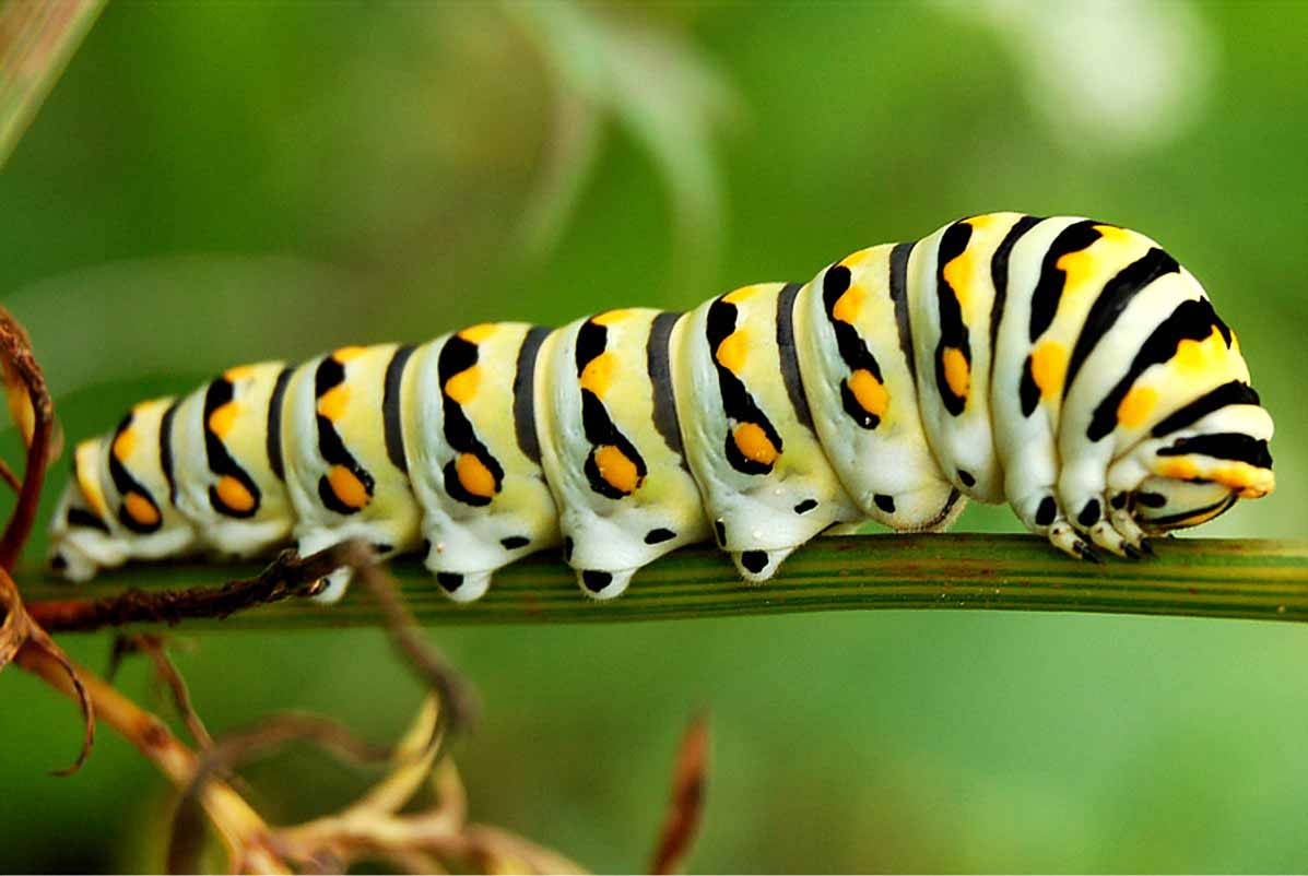 White Caterpillar With Black Pattern