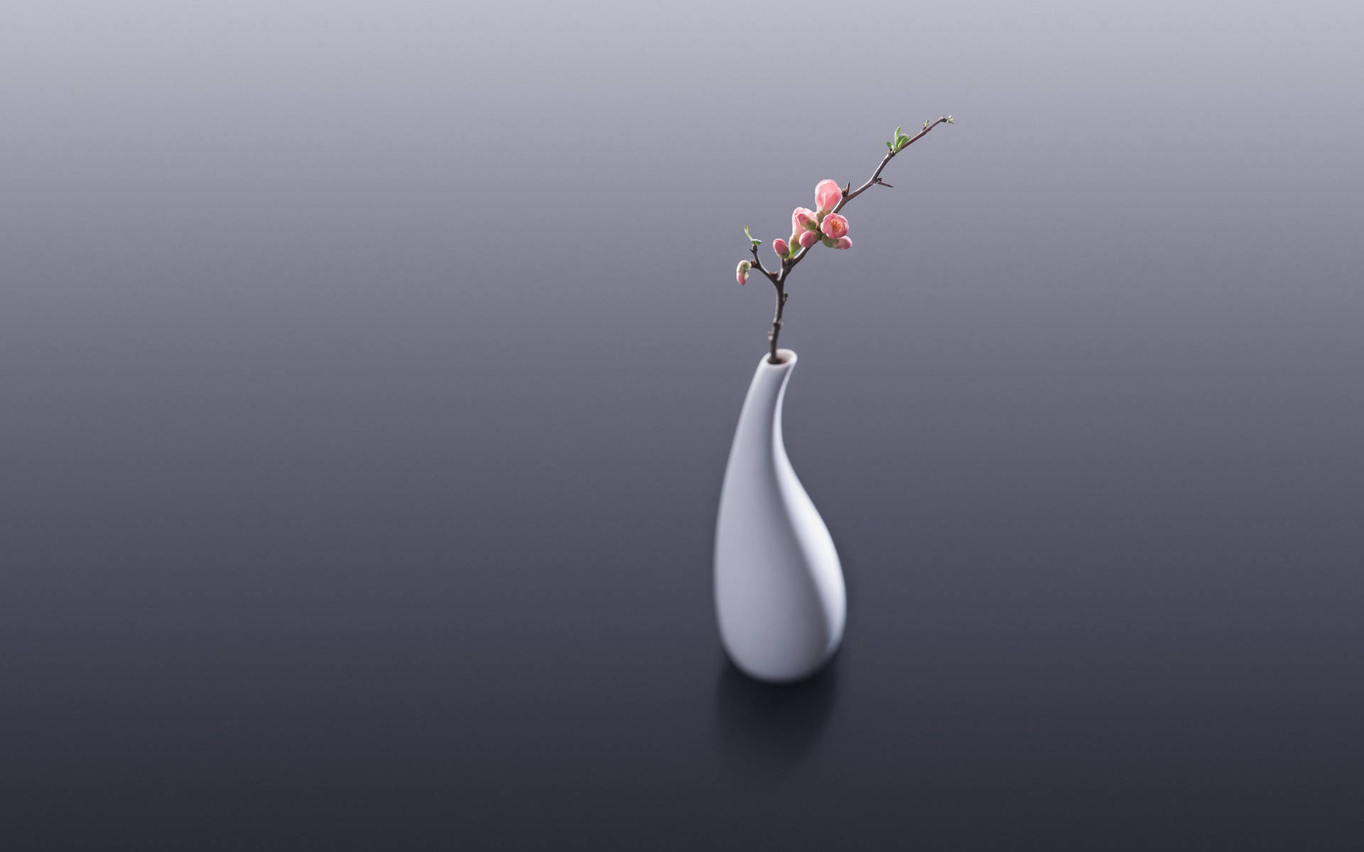 White Ceramic Flower Vase With Cherry Blossom Background