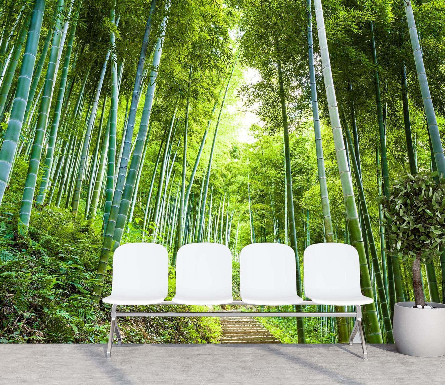 White Chairs In Bamboo Forest Background